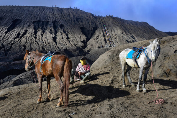 BROMO PAARDEN