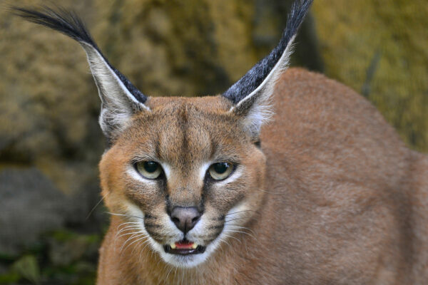 CARACAL MALE