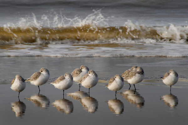 DRIETEEN STRANDLOPERS