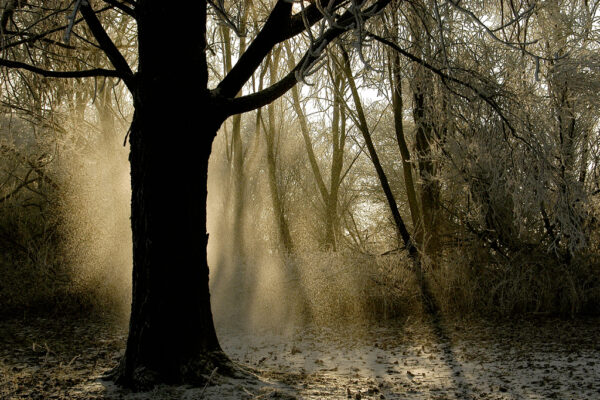 IJZIG MORGENLICHT