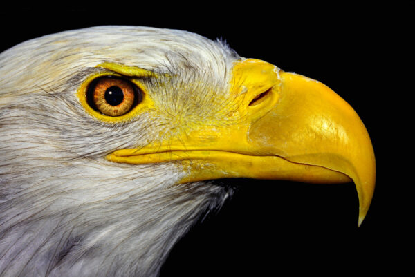 BALD EAGLE