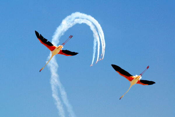 BIZARRE ONTMOETING (SPANJE) luchtshow en flamingo's