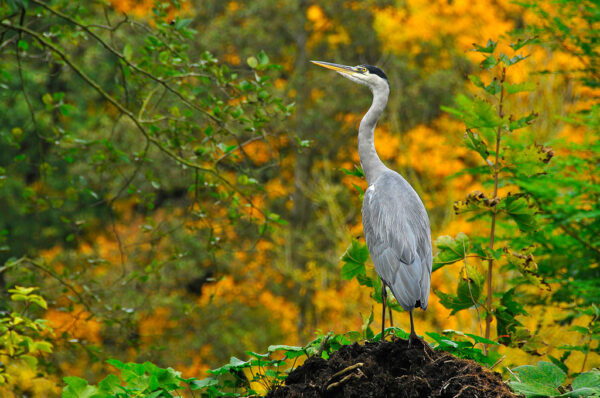 BLAUWE REIGER