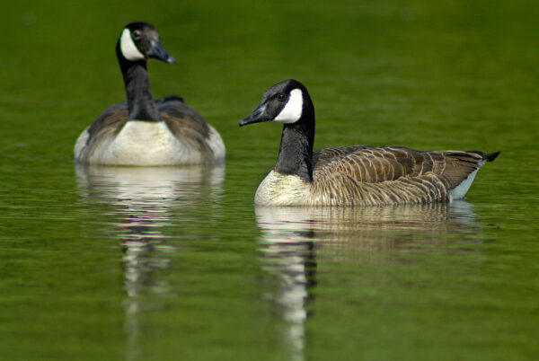 GANS RENDEZ-VOUS