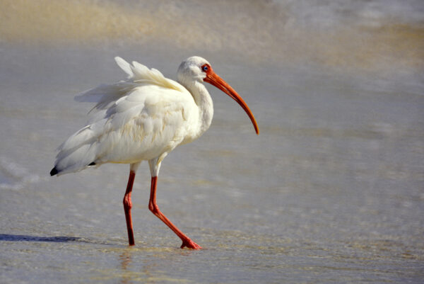 IBIS